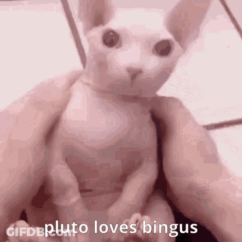 Cat Held Says Pluto Loves Bingus GIF