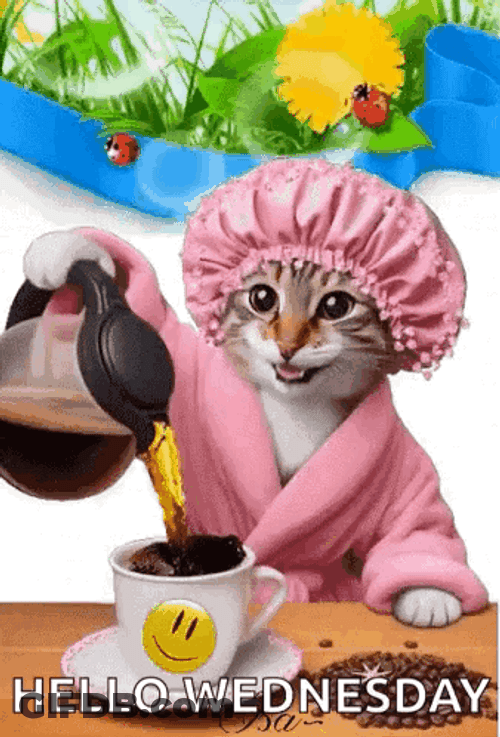 Cat Hello Hilarious Wednesday GIF