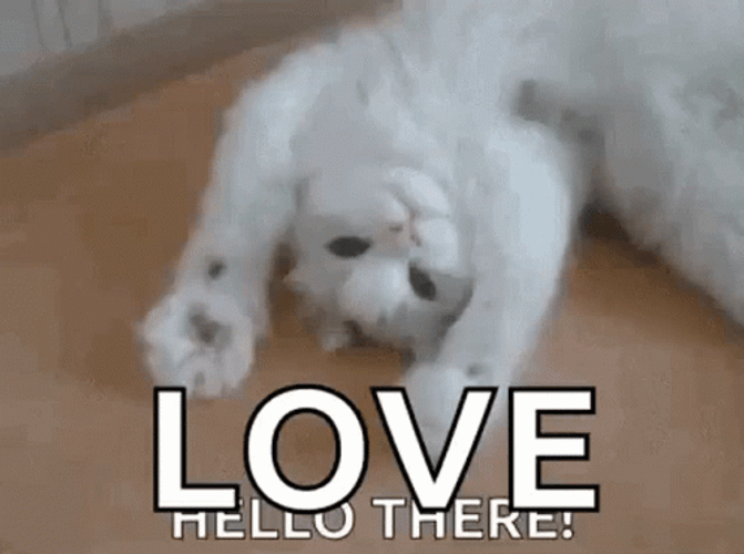 Cat Hello There Love GIF