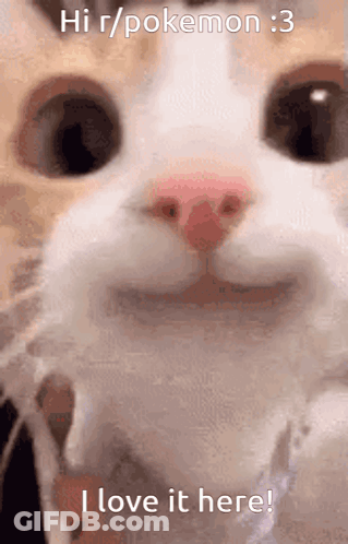 Cat Hi R/pokemon :3 I Love It Here GIF