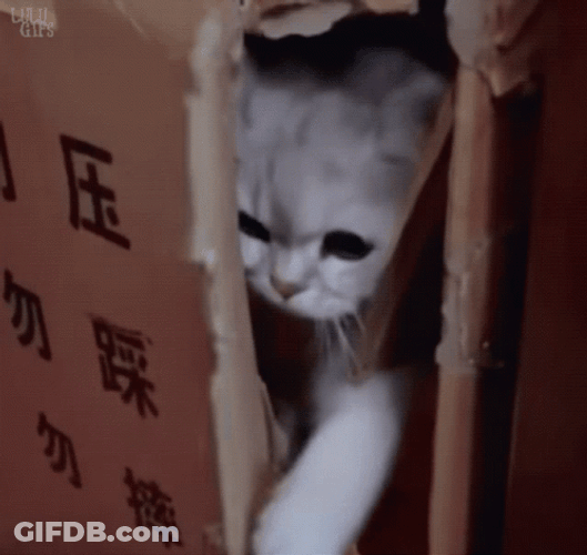 Cat Hide With Cardboard Box GIF