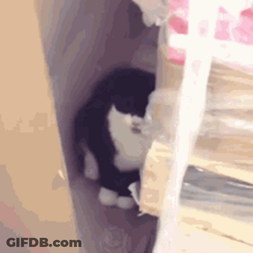 Cat Hiding And Coughing GIF