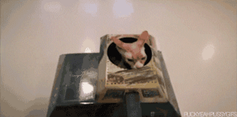 Cat Hiding On A Tank GIF