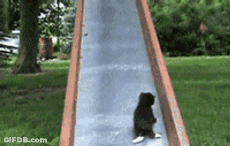 Cat Hoarders Kitten GIF