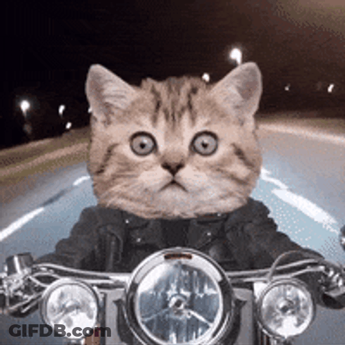 Cat Hog Rider In The Street GIF
