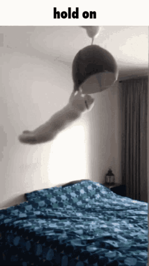Cat Hold On GIF