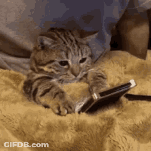 Cat Holding A Phone GIF