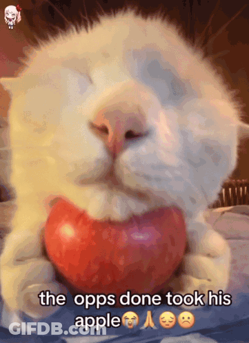Cat Holding Apple Saying The Opps Done Took His Apple GIF