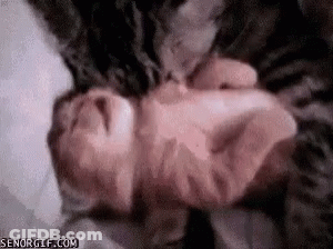 Cat Holding Baby On Bed GIF