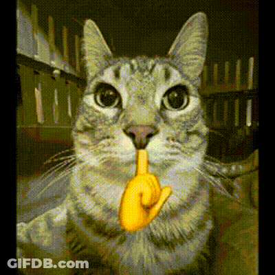 Cat Holding Banana In Mouth GIF