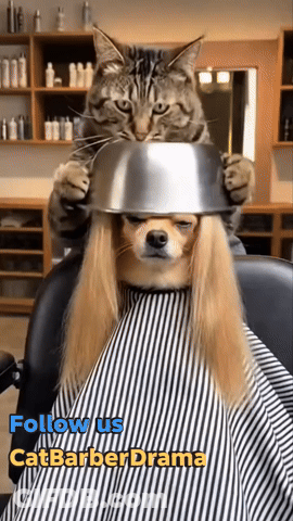 Cat Holding Bowl Over Dog Head Follow Us Catbarber Drama GIF