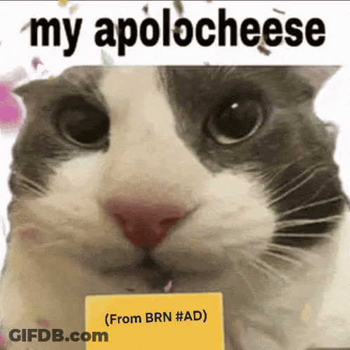Cat Holding Card Saying My Apologeese GIF