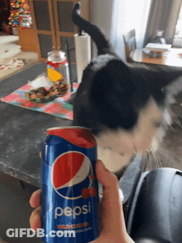 Cat Holding Cherry Pepsi Can GIF