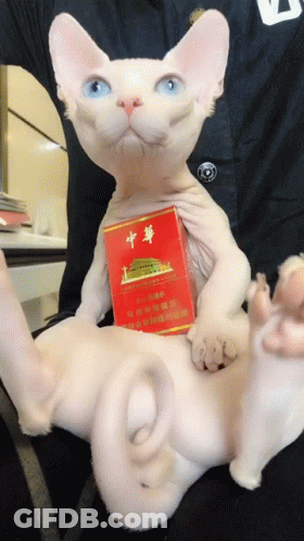 Cat Holding Cigarette Pack With Chinese Writing GIF