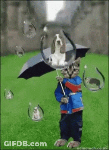 Cat Holding Dog Under Umbrella In Rain GIF