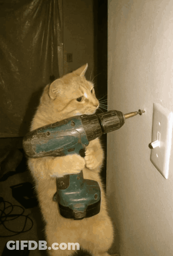 Cat Holding Drill GIF