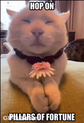 Cat Holding Flower Hop On Pillars Of Fortune GIF