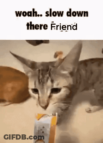 Cat Holding Food Box On Table Looking At Camera GIF