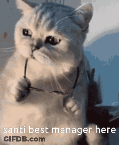 Cat Holding Glasses Saying Santi Best Manager Here GIF