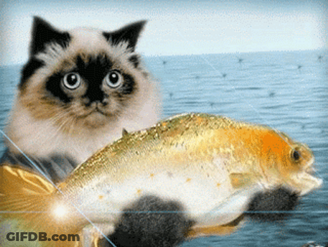 Cat Holding Goldfish With Its Paws GIF
