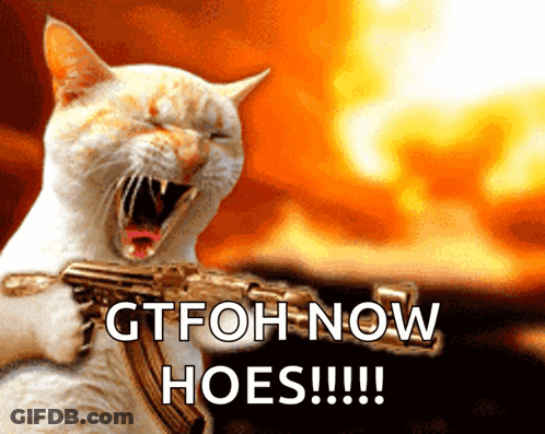 Cat Holding Gun Saying Gtfoh Now Hoes GIF