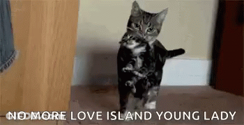 Cat Holding Kitten GIF