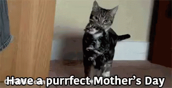 Cat Holding Kitten Purrfect Mother Day GIF