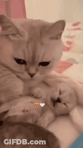 Cat Holding Kitten With Heart Face GIF