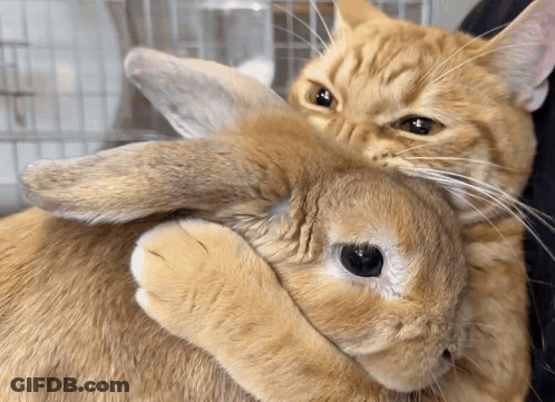 Cat Holding Rabbit Laying On Its Back GIF