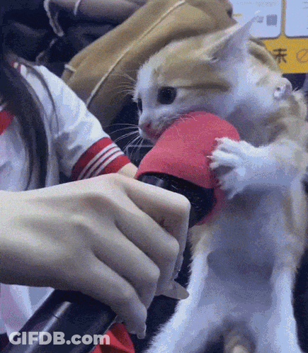 Cat Holding Red Object GIF