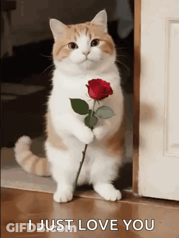 Cat Holding Red Rose Says I Just Love You GIF