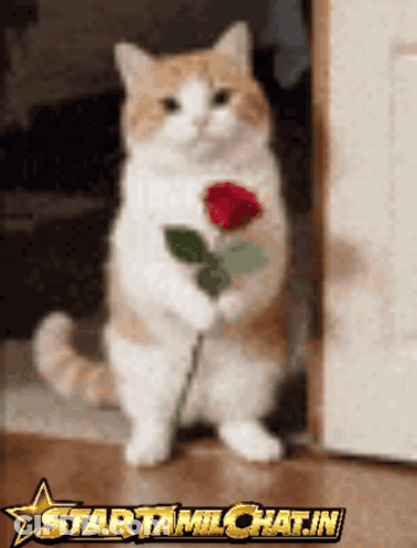 Cat Holding Red Rose Star Tamil Chat.In GIF