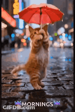 Cat Holding Red Umbrella In Rain Mornings GIF
