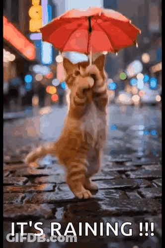 Cat Holding Red Umbrella In The Rain GIF