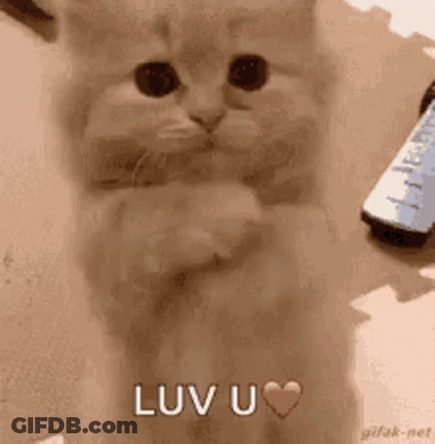 Cat Holding Remote Control Saying Luv U GIF