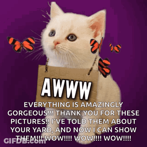 Cat Holding Sign Saying Awww GIF