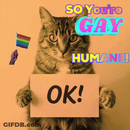 Cat Holding Sign Saying Ok GIF