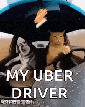 Cat Holding Steering Wheel With Dog In Car GIF