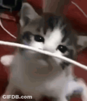 Cat Holding String In Mouth Looking At Camera GIF