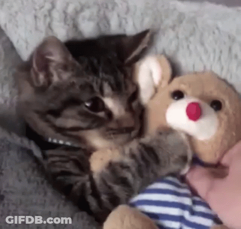 Cat Holding Stuffed Animal In Paws GIF