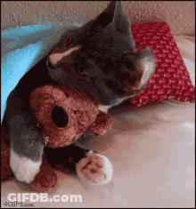Cat Holding Teddy Bear Under Blanket GIF