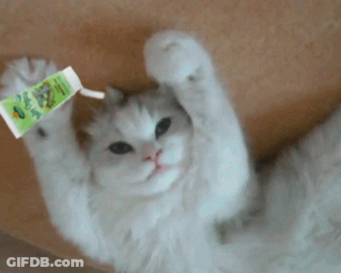 Cat Holding Tube Of Cat Food GIF