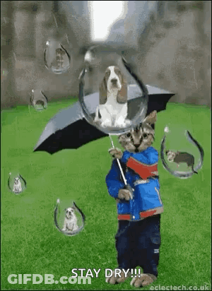 Cat Holding Umbrella In Rain Dog Looking GIF