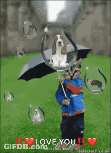 Cat Holding Umbrella In Rain With Puppy GIF