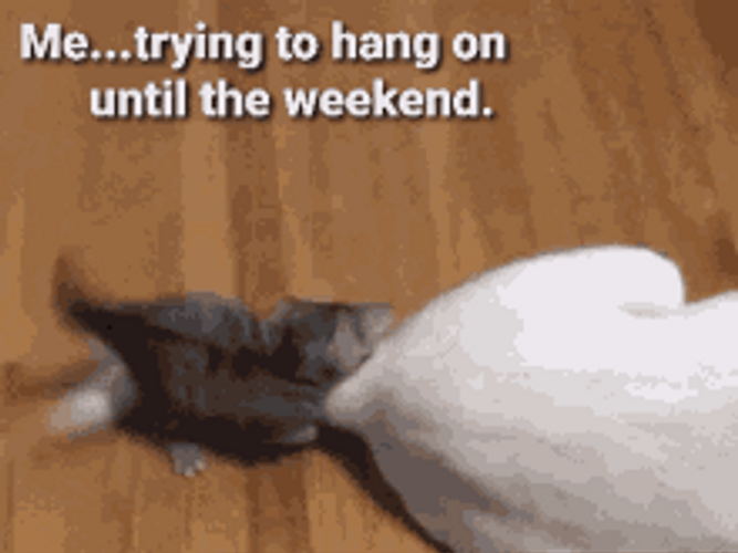Cat Holding Until Weekend GIF