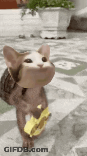 Cat Holding Yellow Object Walking On Tiled Floor GIF