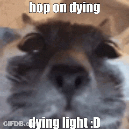 Cat Hop On Dying Dying Light D GIF