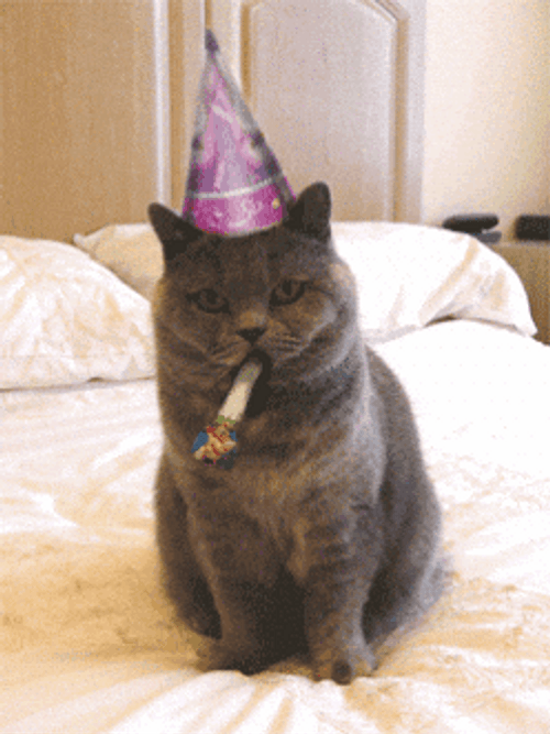 Cat Horn Greets Happy Birthday Brother Meme GIF