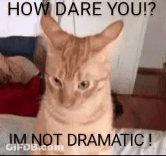 Cat How Dare You Im Not Dramatic GIF