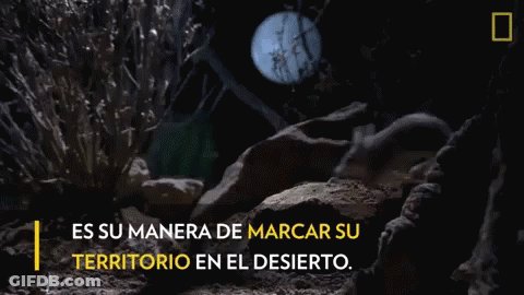 Cat Howling In The Dark Es Su Manera De Marcar Su GIF